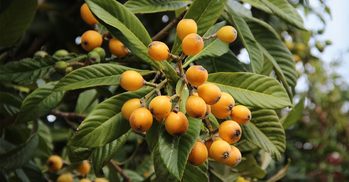 Loquat Nutrition Facts